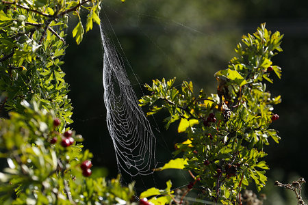 spider on a cobweb in the forest with green leaves and berries