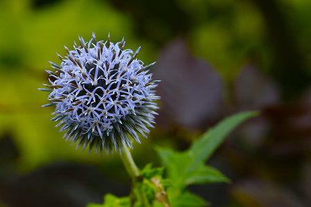 Close up of a blue flower (Echinops) in bloomの写真素材