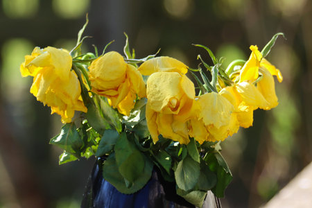 Bouquet of yellow roses on a background of green grass.の写真素材