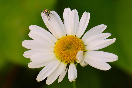 Chamomile flower on green background. Shallow depth of field