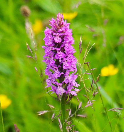 Wild orchids (Dactylorhiza maculata)の写真素材