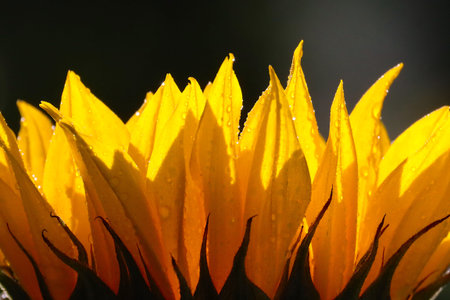 Close up of yellow sunflower with water droplets on petalsの写真素材