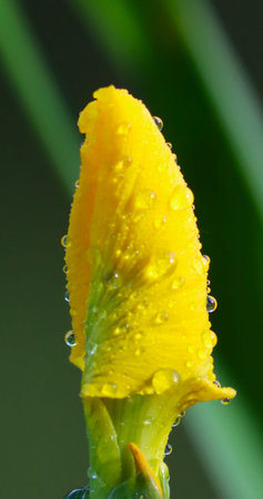 yellow iris flower with water droplets on petals and leaves