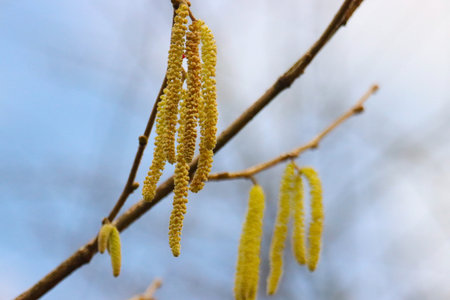 Hazel catkins on the branches of a tree in early spring