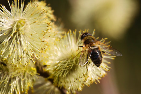 Pussy-willow (Salix caprea) in spring