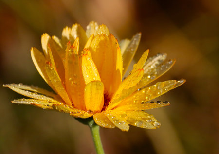 Beautiful yellow flower with drops of water on a blurred background.の写真素材