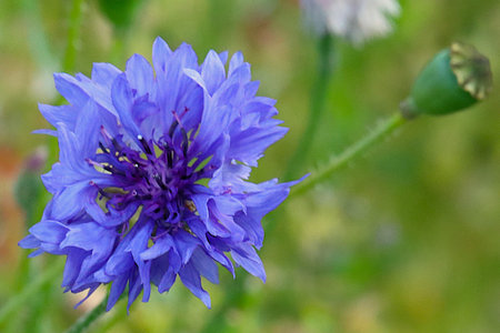 Beautiful blue cornflower (Centaurea cyanus)