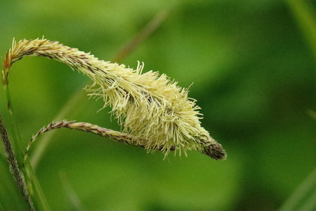 Close up of grass flower in the garden. Shallow depth of field