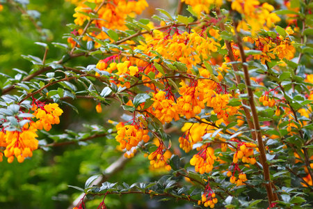 Berberis vulgaris is a shrub in the genus Berberis.
