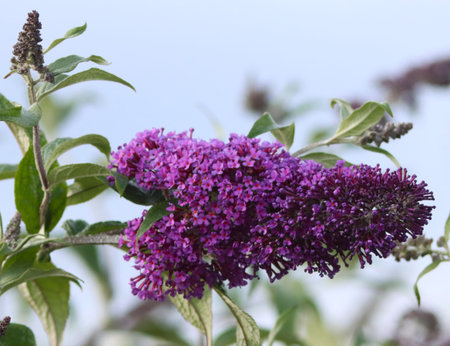 Buddleja davidii, also known as butterfly bush.の写真素材