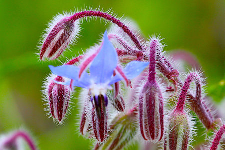 Closeup of a borage (borago officinalis) flower