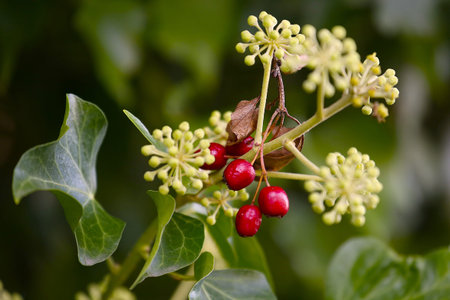 red hawthorn berries hung and fell onto the ivy bush.の写真素材