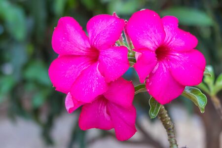 Red and pink Frangipani in the garden with blur backgroundの写真素材