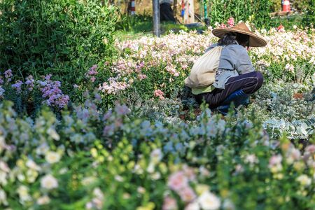 Gardener man works in the white flower garden field with blur backgroundの写真素材