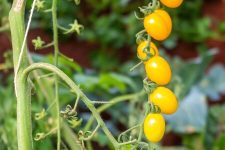Yellow organic tomato growing in greenhouseの写真素材