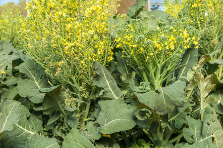 Organic chinese kale vegetable with yellow flowerの写真素材