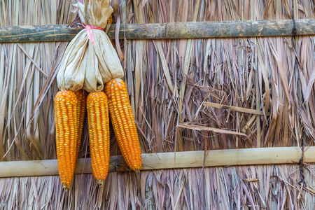 Dried corn with nipa leaf background