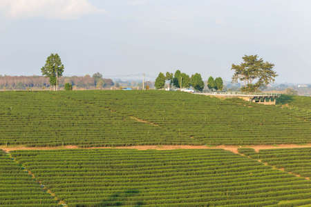 Organic green tea farm landscapeの写真素材