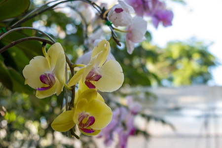 Yellow orchid flower in the garden, Doi Tung, Chiang Raiの写真素材