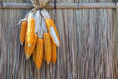 Dried corn with nipa leaf backgroundの写真素材