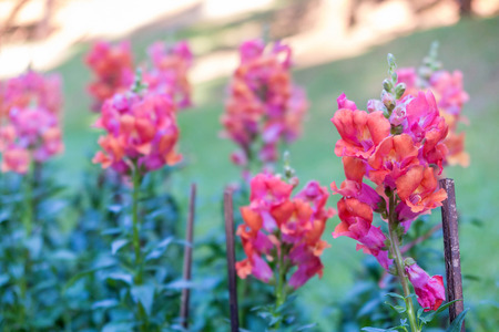 Pink and red Snapdragron flower in the gardenの写真素材