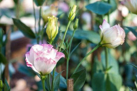 Beautiful pink rose in the gardenの写真素材