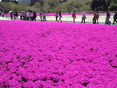 KAWAGUCHIKO, JAPAN - MAY 14 : Fuji Shibazakura (Moss Phlox/Phlox Subulat) Festival on May 14, 2013 at Yamanashi, Japanのeditorial素材