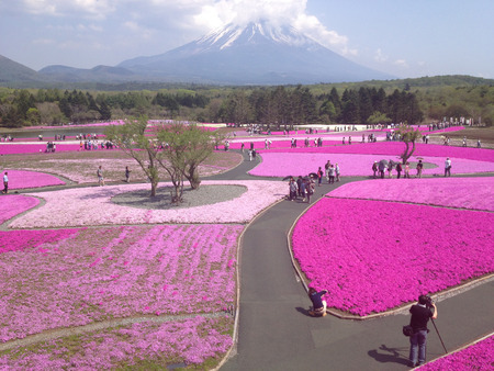 KAWAGUCHIKO, JAPAN - MAY 14 : Fuji Shibazakura (Moss Phlox/Phlox Subulat) Festival on May 14, 2013 at Yamanashi, Japanのeditorial素材