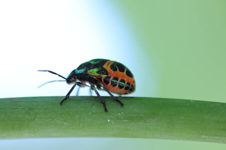 little bug sitting on a green leaf,Thailand.