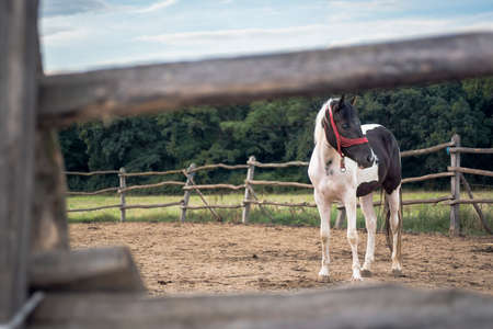 domestic horse on a farmの写真素材