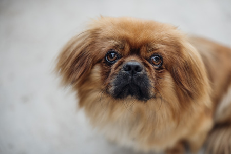 portrait of a sweet dogの写真素材