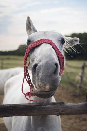 portrait of a horse with a silly faceの写真素材