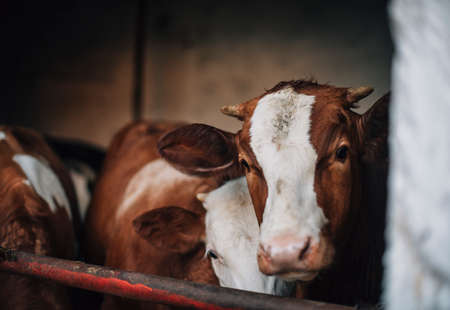 calf in the barnの写真素材