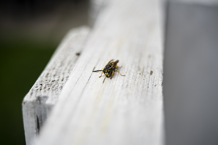 A wasp on a white board