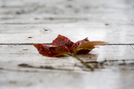 Red leaf on white boardsの写真素材