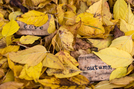 Love autumnの写真素材