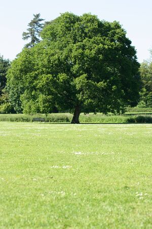 Tree on the meadowの写真素材