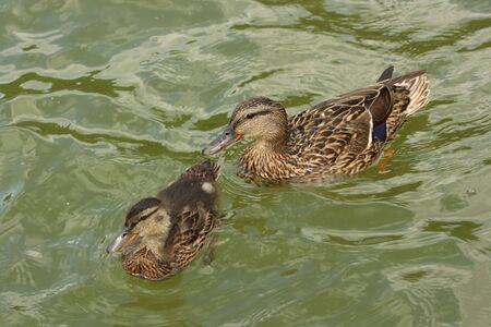 Two swimming ducks: parent and little oneの写真素材