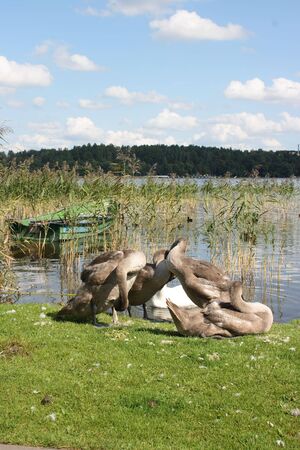 Swans and ducks on the shore of the lakeの写真素材