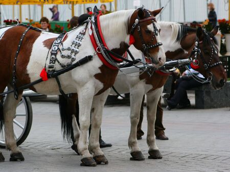 Team of beatiful and dignified white and brown horsesの写真素材