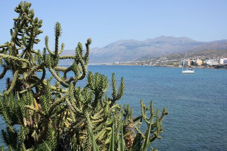 Cactus on the shore of Mediterranean Sea in Creteの写真素材