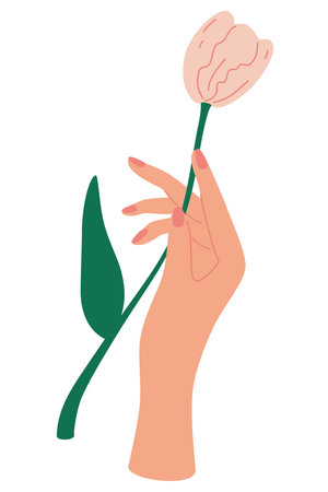 Elegant female hand holds a tulip. Decorative bouquet, floristic composition with leaves and flourishing. Mother's Day card concept. Elegant floral poster with tulips. Vector illustrationのイラスト素材