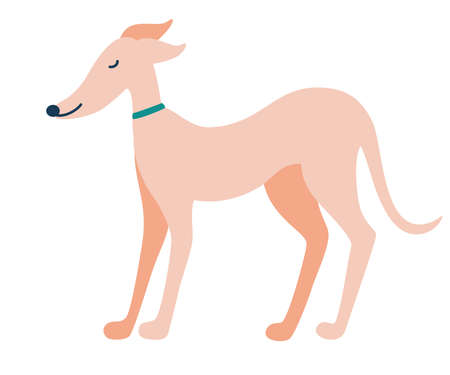 Greyhound dog. English dog. Greyhounds characters. Beautiful graceful dog stands. Flat Vector illustration.のイラスト素材