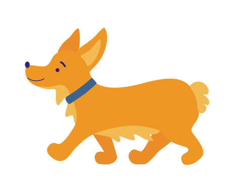 Corgi dog. Cute friendly welsh corgi puppy walking. Cute dog breed welsh corgi. Pets, animals, canine theme design element. Flat Vector illustration.のイラスト素材