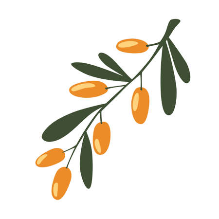 Sea Buckthorn Berries Branch. The concept of realistic image of medical plants, herbs. Designed to create package of health, beauty natural products. Fresh ripe berries with leaves. Vectorのイラスト素材