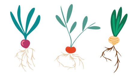 Root vegetables. Set of different tuberous vegetables with tops. Radish, turnips, onion. Gardening set. Perfect for a farm produce store postcards posters and printing. Vector flat illustration.のイラスト素材