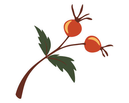 Autumn rosehip branch. Rosehip, dog-rose. Berries. The concept of medical plants, herbs. Designed to create package of health, beauty natural products. Vector illustration isolated on white backgroundのイラスト素材