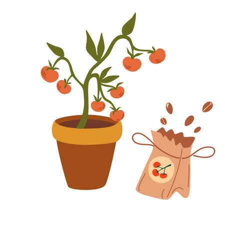 tomato seedlings. Gardening, harvesting, planting. Tomatoes in a pot, fresh vegetables, seeds. Gardening concept summer and spring. vector cartoon illustration.のイラスト素材