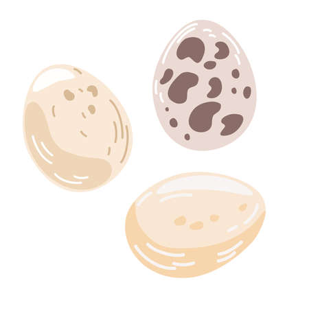 chicken eggs. Set of chicken and quail eggs. Healthy protein food. Perfect for cooking, restaurant, menus, recipes and printing. hand drawn vector illustrationのイラスト素材