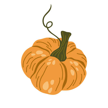 Pumpkin. vegetable food. Autumn, fall, thanksgiving and Halloween decoration. Hand draw vector cartoon illustration isolated on the white background.のイラスト素材